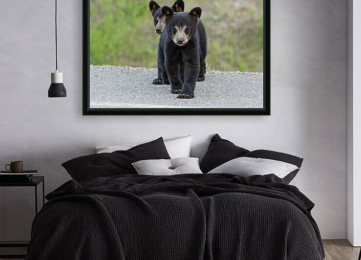 Black Bear Cubs Reproduction