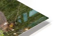 Bear on a log HD Metal print