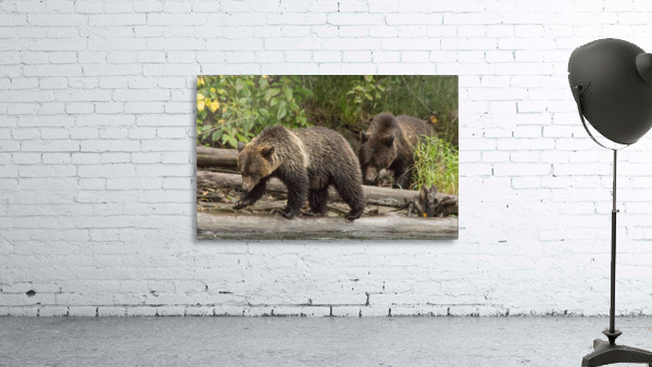 Bear on a log Wall Preview