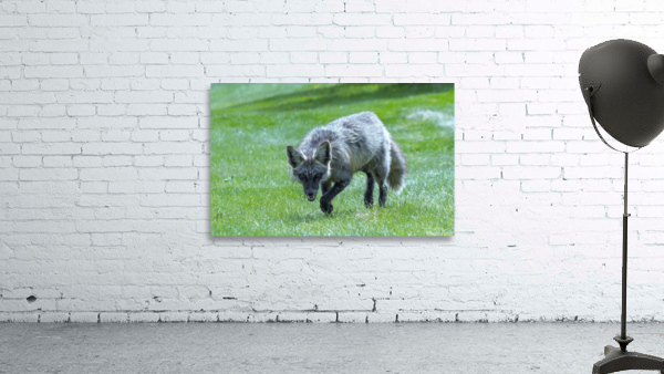 Fox on the Hunt Wall Preview