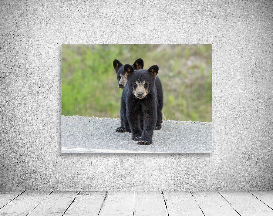 Black Bear Cubs Wall Preview
