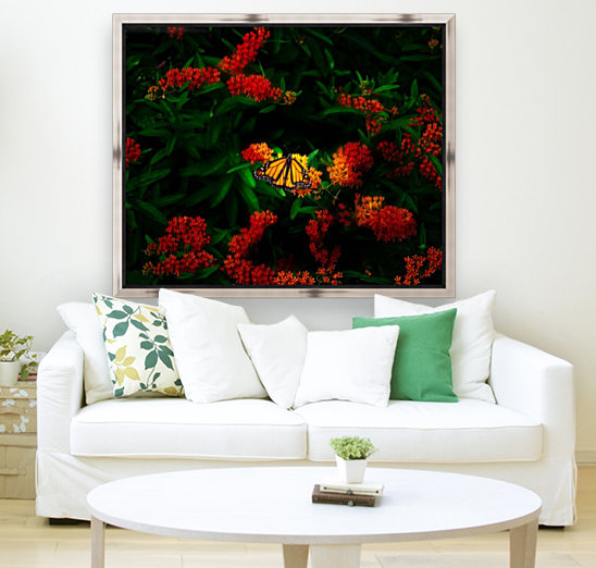 Monarch butterfly Reproduction
