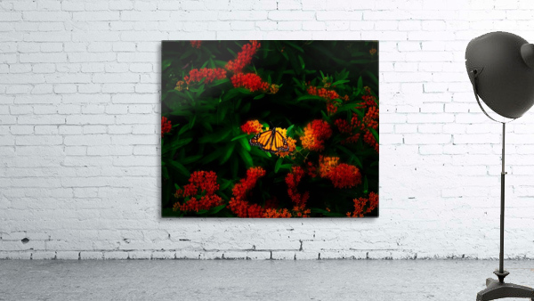 Monarch butterfly Wall Preview