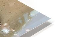Pork Belly HD Metal print