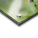 Common Kingfisher Alcedo atthis Acrylic print