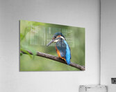 Common Kingfisher Alcedo atthis Acrylic Print