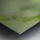 Common Kingfisher Alcedo atthis Metal print