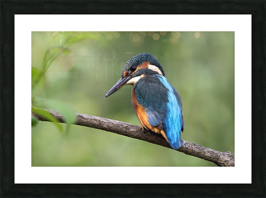 Common Kingfisher Alcedo atthis Picture Frame print
