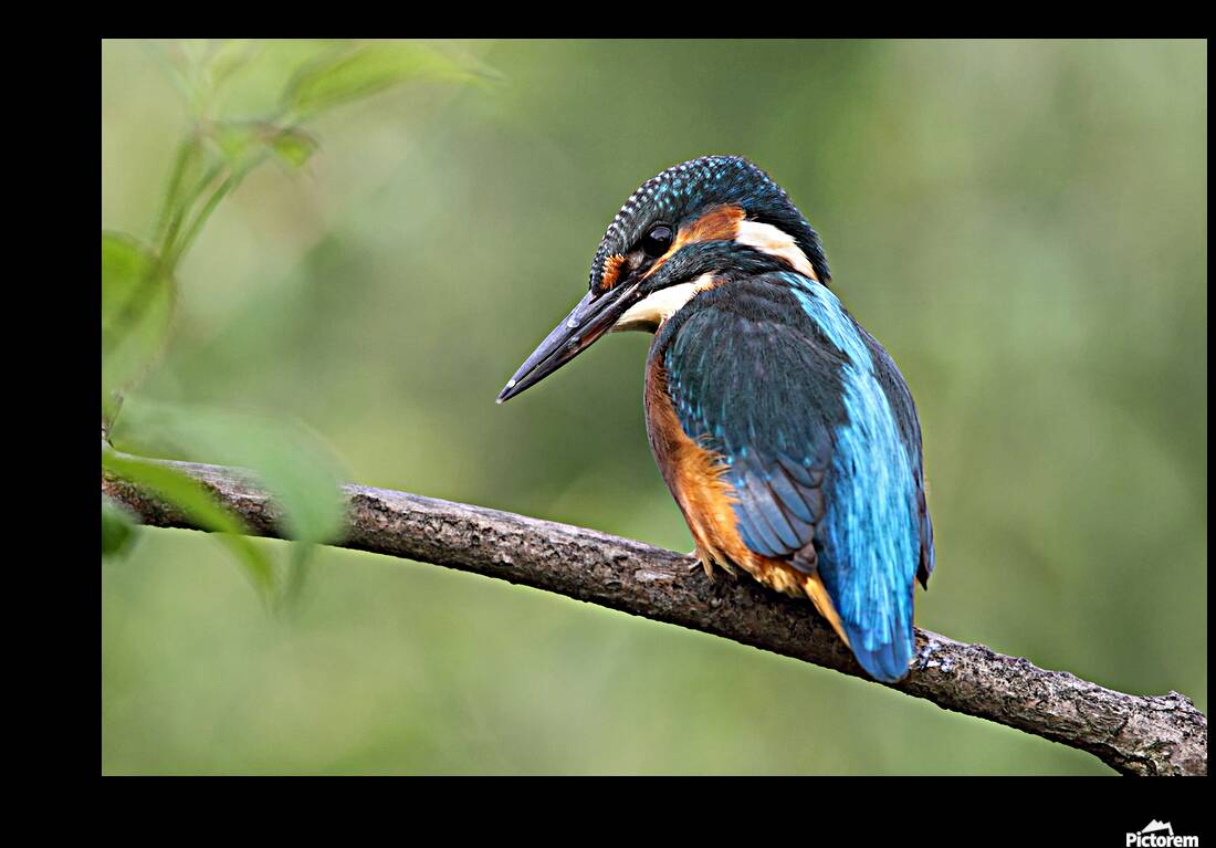 Common Kingfisher Alcedo atthis Reproduction