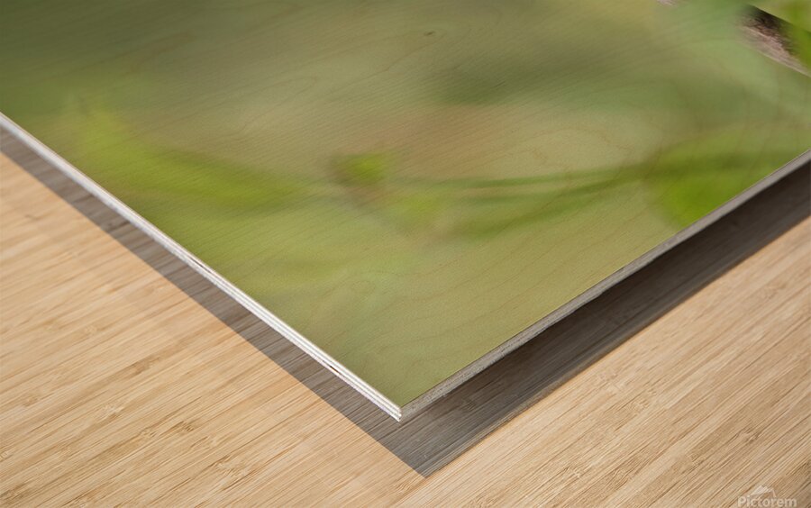 Common Kingfisher Alcedo atthis Wood print