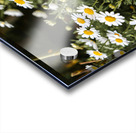 daisy 2x3Ratio Acrylic print