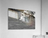 Seagull Acrylic Print