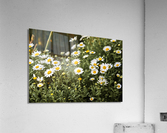 daisy 2x3Ratio Acrylic Print
