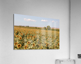 sunfield 2x3Ratio Acrylic Print