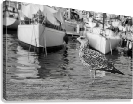 Waiting at the Dock Canvas Print