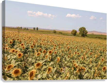sunfield 2x3Ratio Canvas Print