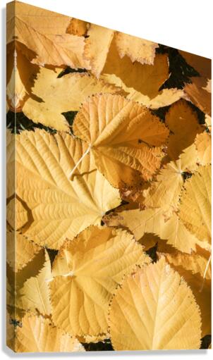 yllw 2x3Ratio Canvas Print