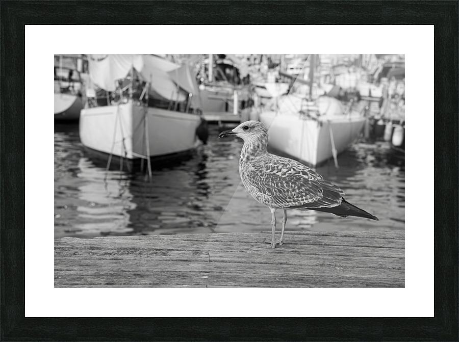 Waiting at the Dock Picture Frame print