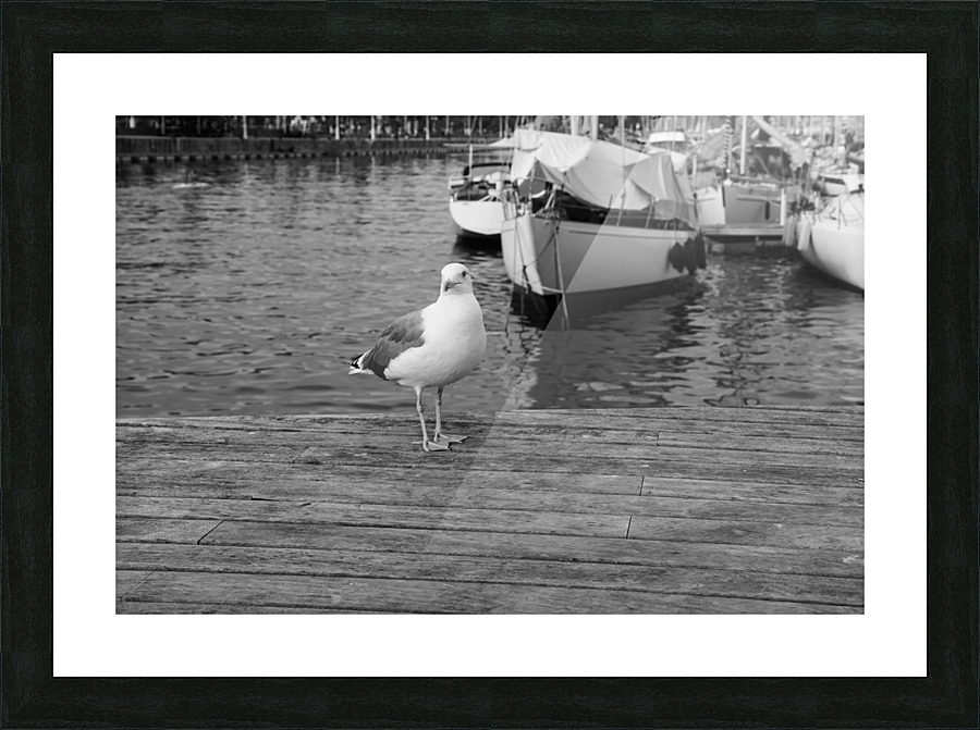 Seagull Picture Frame print