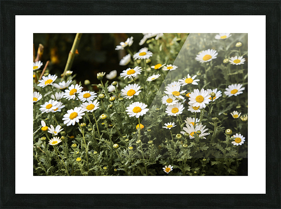 daisy 2x3Ratio Picture Frame print