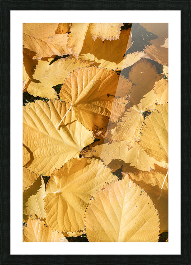 yllw 2x3Ratio Picture Frame print
