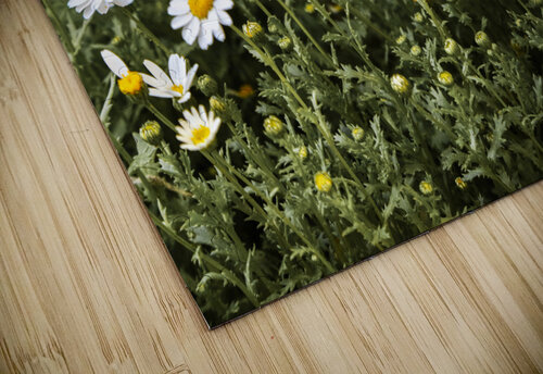 daisy 2x3Ratio Tuba Gunduz Konuk puzzle