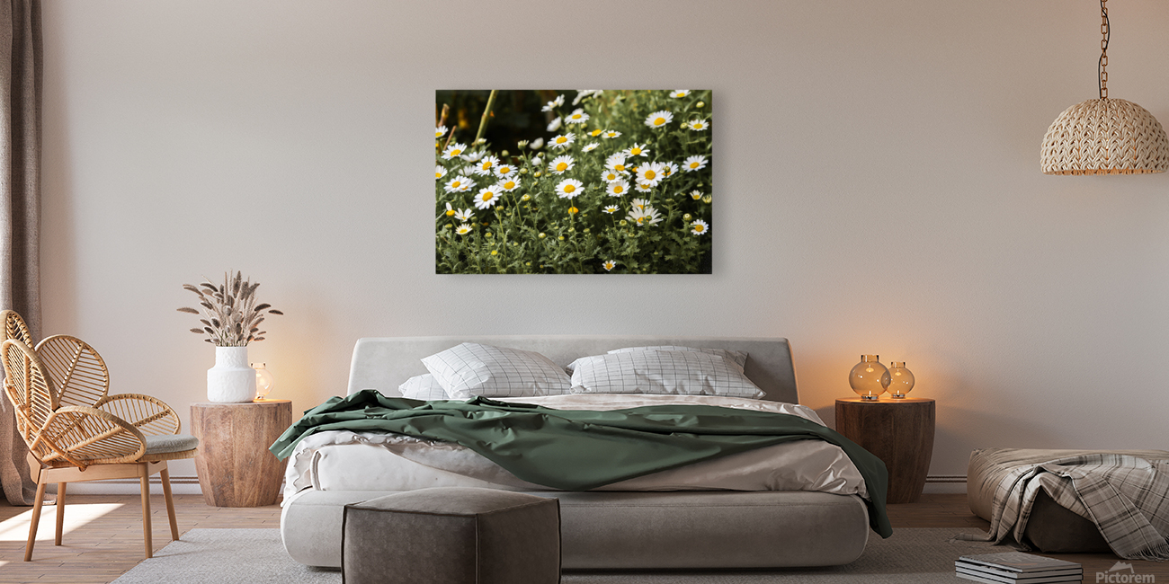 daisy 2x3Ratio Reproduction