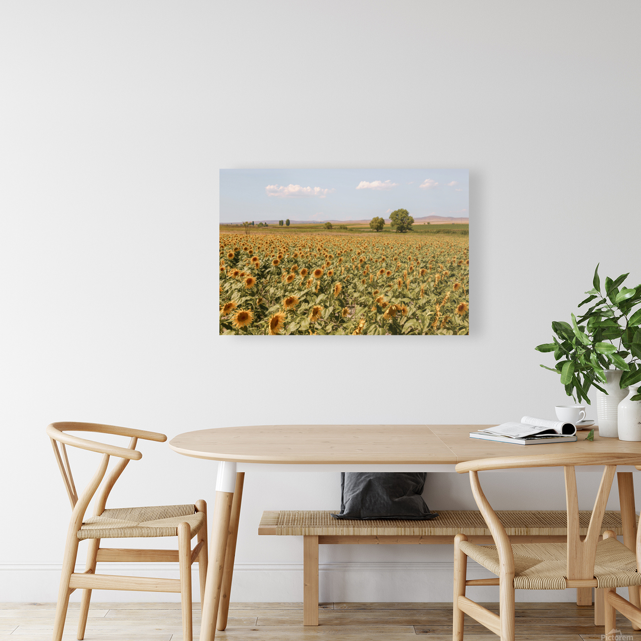 sunfield 2x3Ratio Reproduction