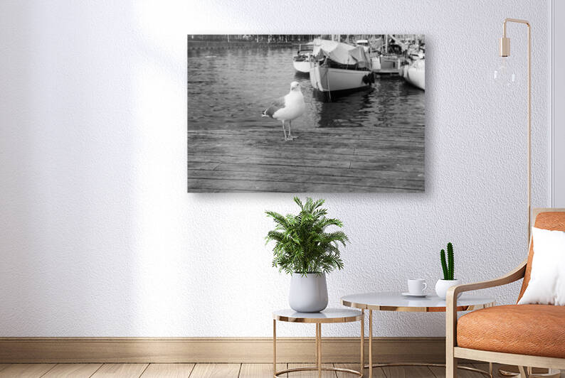 Seagull Reproduction