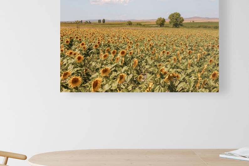 sunfield 2x3Ratio Reproduction