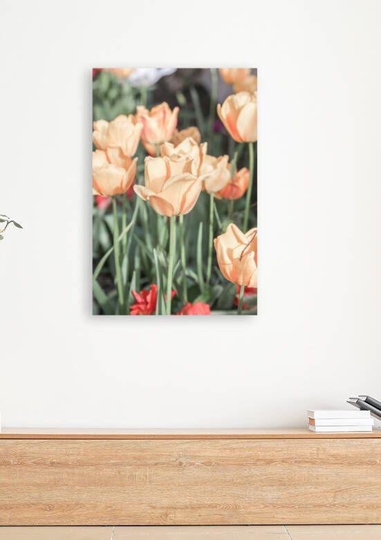 Tulip 2x3Ratio by Tuba Gunduz Konuk
