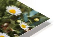 daisy 2x3Ratio HD Metal print
