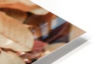 lpmp 2x3Ratio HD Metal print