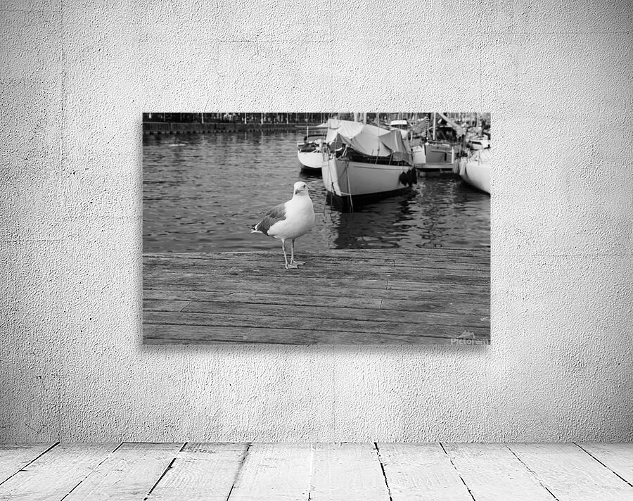 Seagull Wall Preview