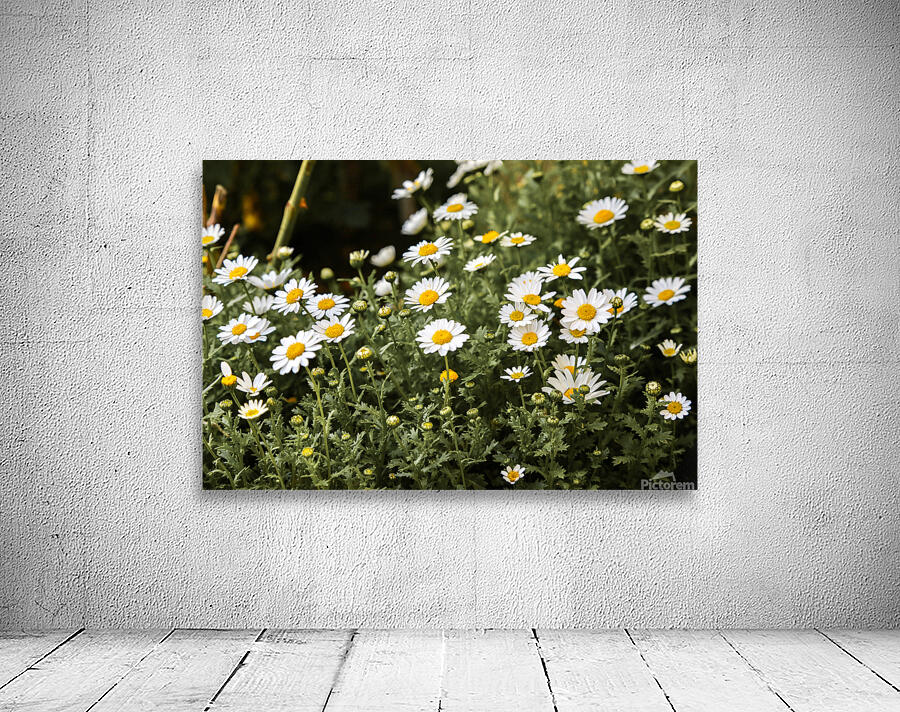 daisy 2x3Ratio Wall Preview