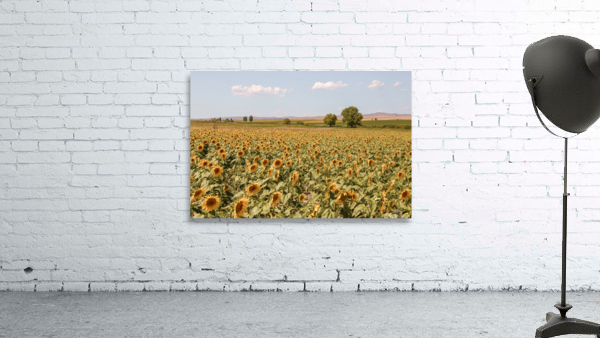 sunfield 2x3Ratio Wall Preview