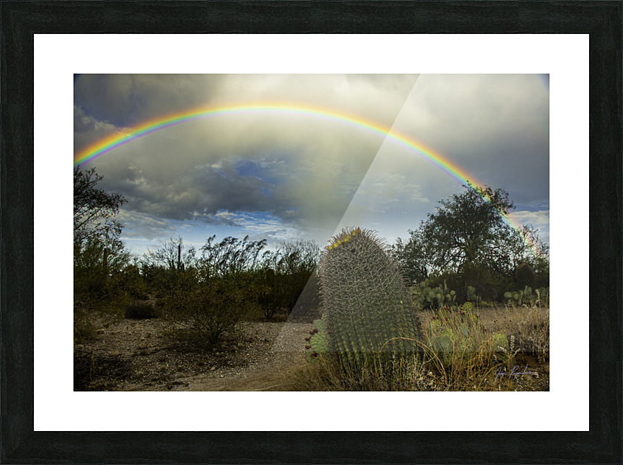 Barrel Cactus Rainbow Picture Frame print