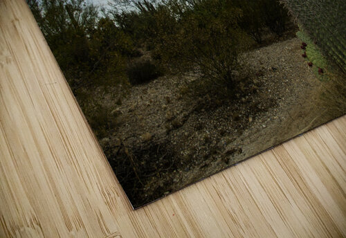 Barrel Cactus Rainbow James Rupersburg puzzle