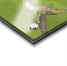 Humming Bird  Acrylic print