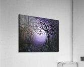 Drawn to the Light Acrylic Print