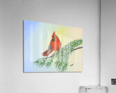 Cardinal  Acrylic Print