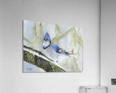 Winter Bluejay Acrylic Print