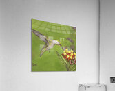 Humming Bird  Acrylic Print