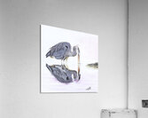 On Reflection Acrylic Print