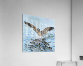 Making a Splash Acrylic Print