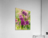 Victorian Roses Acrylic Print