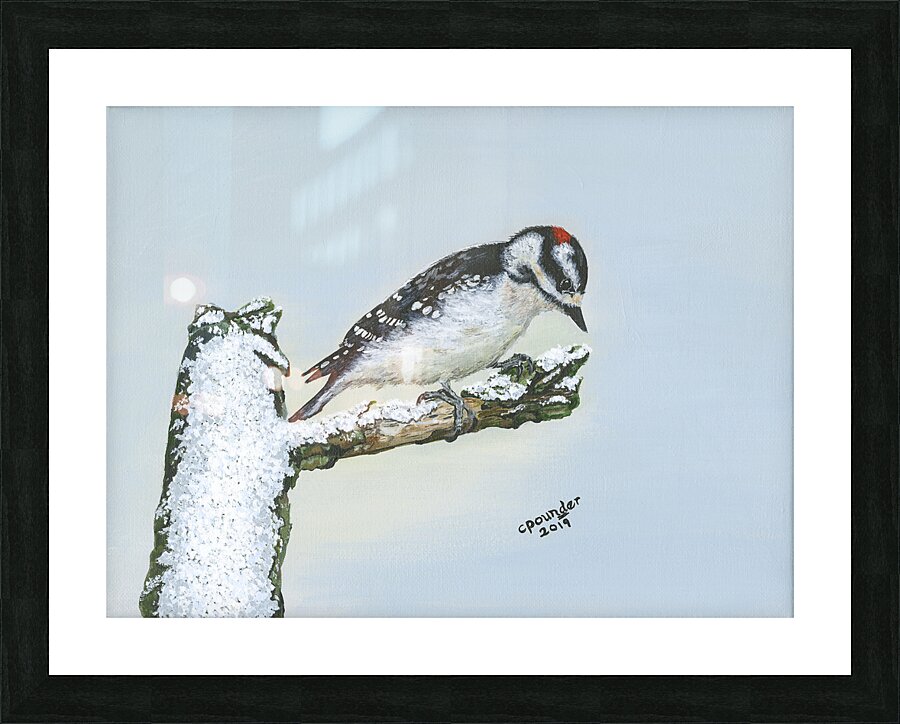 Downy Woodpecker Picture Frame print