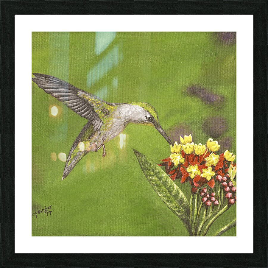 Humming Bird  Picture Frame print