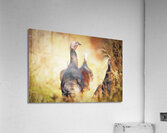 Golden Turkey Acrylic Print