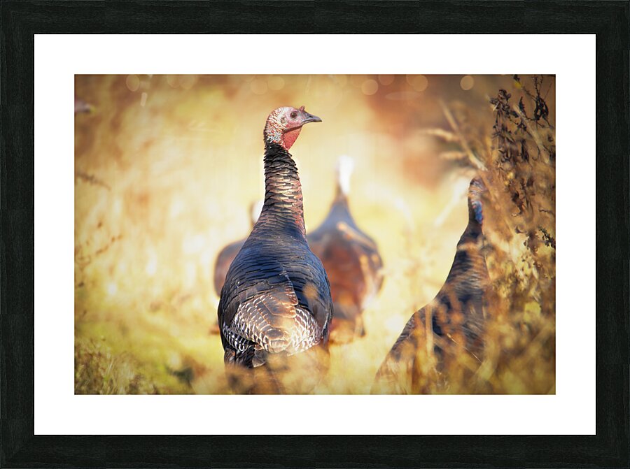 Golden Turkey Picture Frame print
